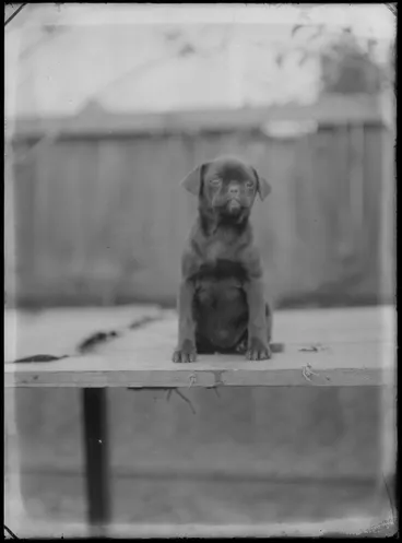 Image: Outdoors portrait of a puppy sitting on planks with wooden fence behind, probably Christchurch region
