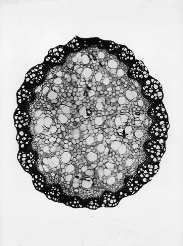 Image: Section through a virginia creeper