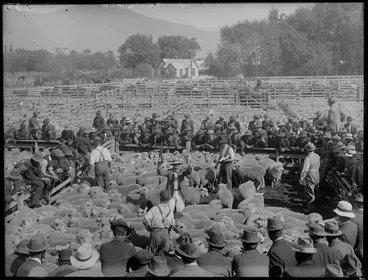 Image: Sheep sale, Stockyards [Christchurch?]