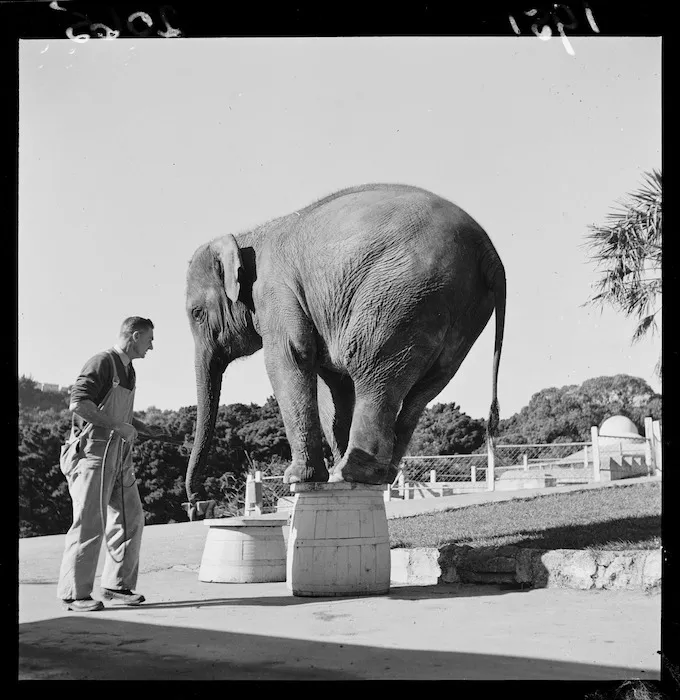 Elephant at Wellington Zoo
