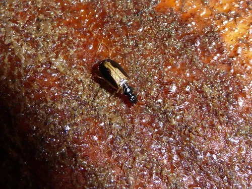 Pentagonica vittipennis