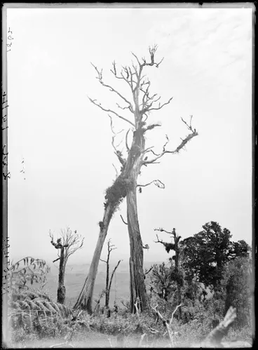 Image: Dead trees at Nihotupu in the Waitākere Ranges, 1914