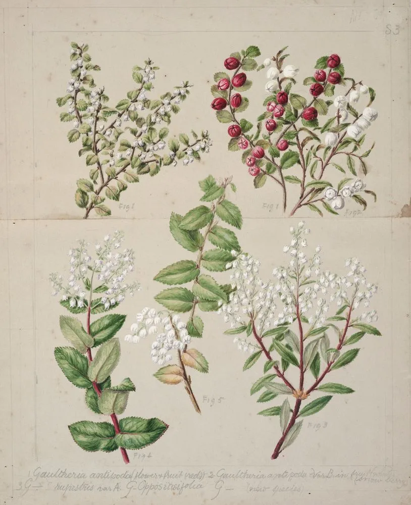 [Gaultheria - various]