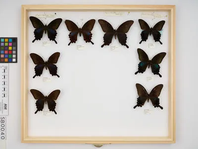 Papilio (Achillides) bianor okinawensis