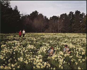 Image: Field of daffodils, Carterton