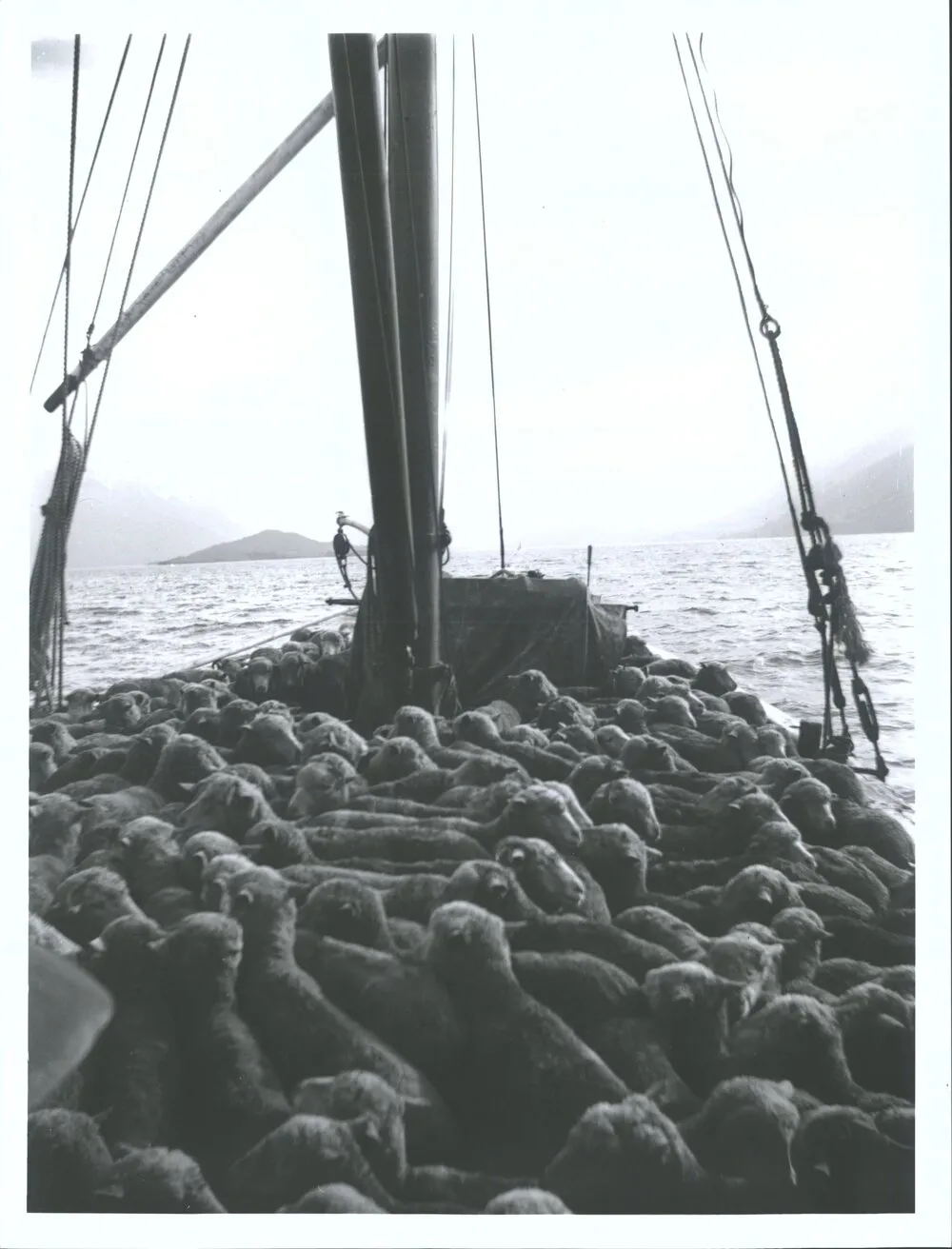 Sheep aboard P.S. Antrim, Lake Wakatipu