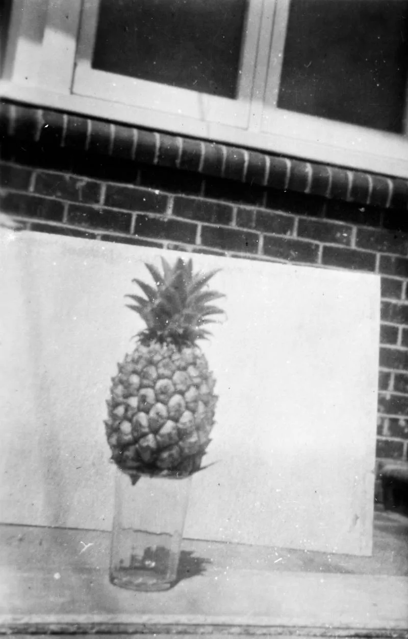 Locally grown pineapple, Waitakere.