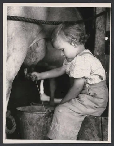 Image: Ethel Guy [series, 3-4 year old milking cow]