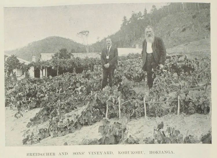 Breidecker and Sons' vineyard, Kohukohu, Hokianga