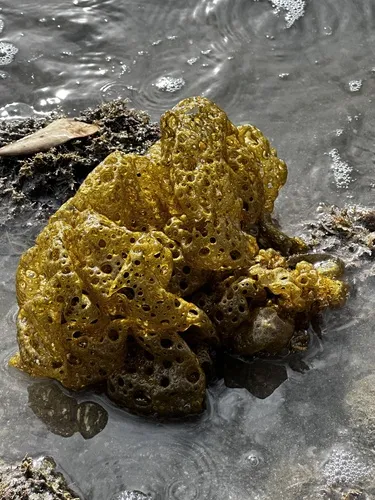 Hydroclathrus clathratus