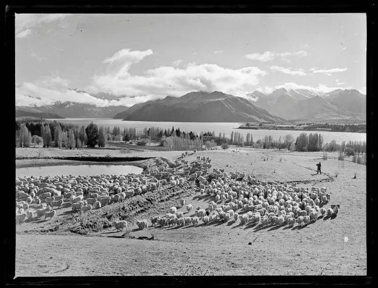 Sheep mustering, Lake Wānaka, 1951