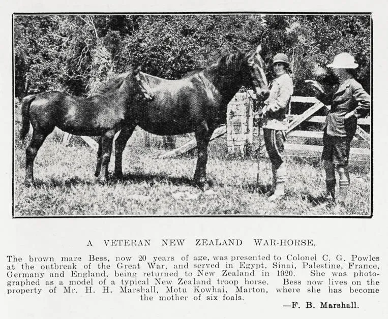 A veteran New Zealand war-horse