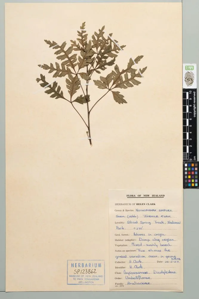 raukawa, Raukaua simplex (G.Forst.) A.D.Mitch. et al.