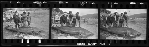 Shark at Scarborough Beach