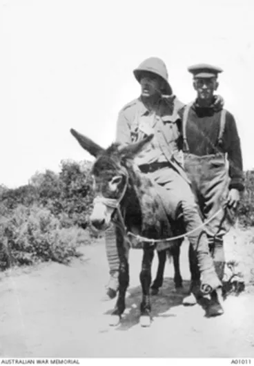Image: 3/258 Pte Richard Alexander (Dick) Henderson, a stretcher bearer in the New Zealand Expeditionary Force serving on Gallipoli, with a donkey assisting a wounded soldier from the front line at Anzac. ..
