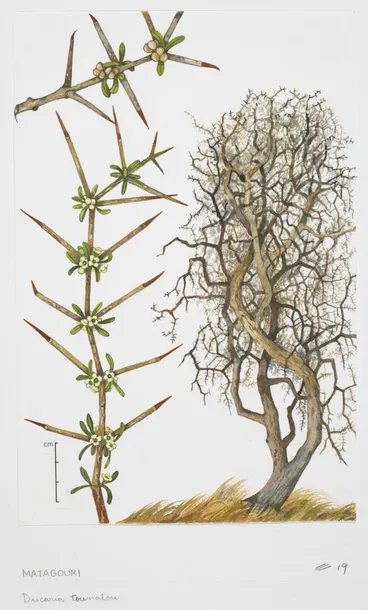 Image: Watercolour illustration of matagouri (Discaria toumatou), Plate 19 in 'New Zealand Native Trees 2'.; Adams, Nancy