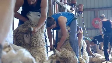 Farm cadet scheme Image: Farm cadet scheme