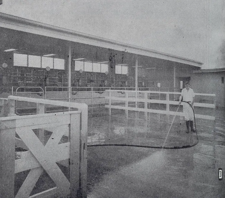 Hosing the holding yards, Totara Park, Manurewa, 1952