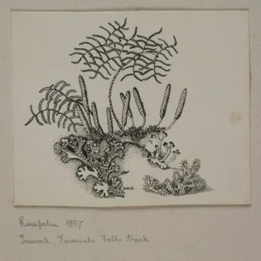 Image: Glechinia, Lycopodium, lichens and moss