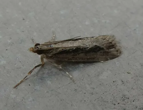 Eudonia steropaea