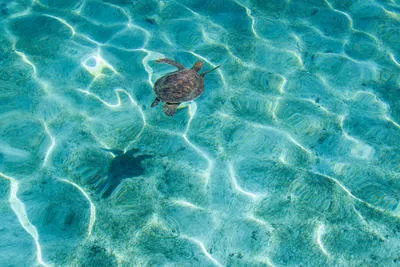 Chelonia mydas (Green Turtle) at Vuata Vatoa, Fiji during the 2017 South West Pacific Expedition.