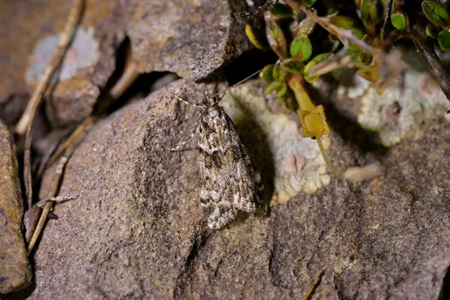 Eudonia locularis