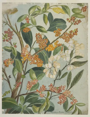 Image: Harris, Emily Cumming, 1837-1925: Coprosma baueri (taupata)