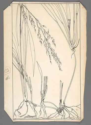 Image: [Bush rice grass]