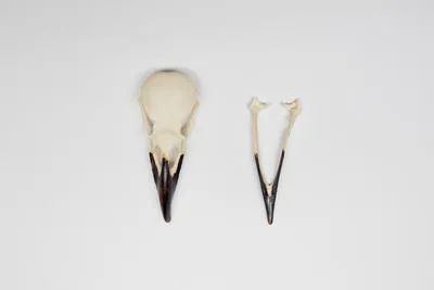 Corvus corax - Common raven