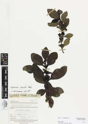 Coprosma robusta