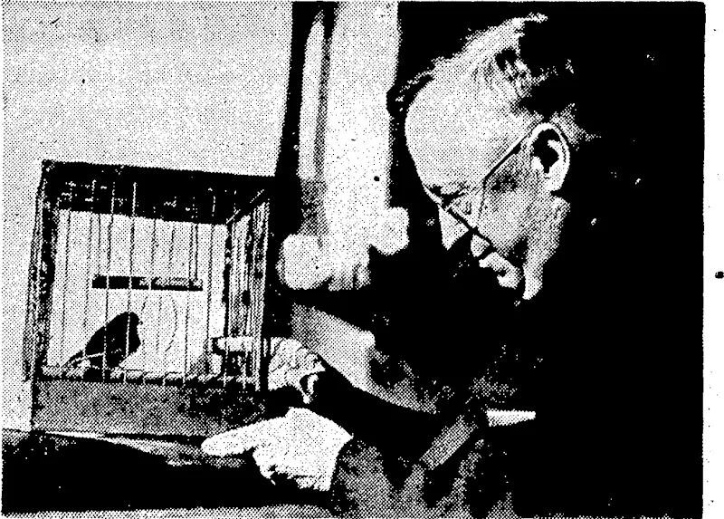 Evening Post" Photo. "Fugi," a Japanese nightingale:which has twice travelled round the world ivith his owner, Mr, Elmer R. Moore, a [retired American jeweller. They.are passengers on the Niagara, en route to Vancouver.. (Evening Post, 22 April 1938)