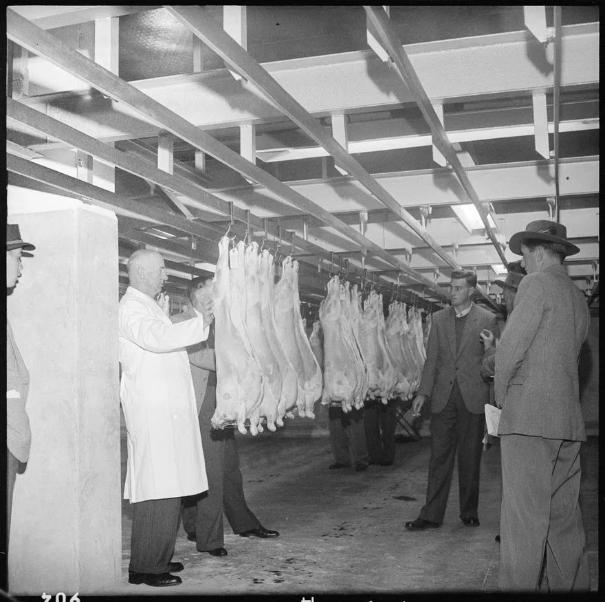 "Judging [A&P] Show Lamb Carcasses"
