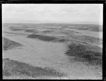 Image: Pine plantation forestry around Tokoroa