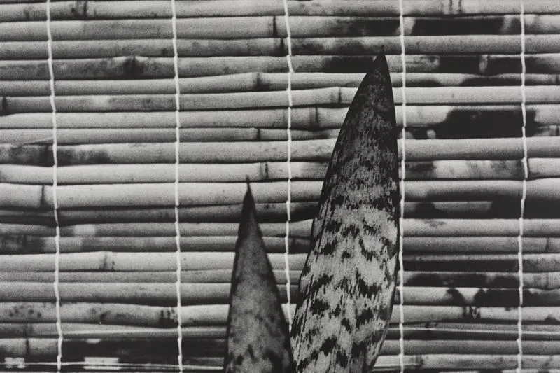 Mother-in-Law's Tongue