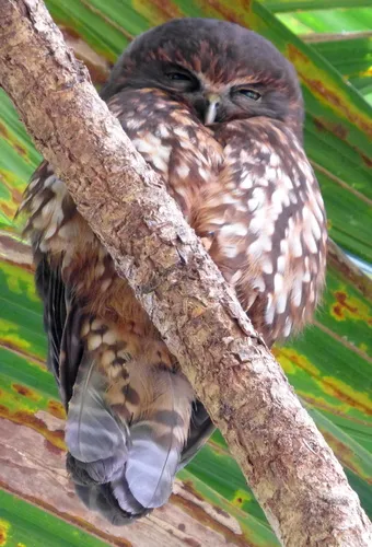 Morepork