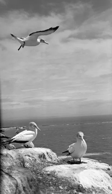 Image: Gannets