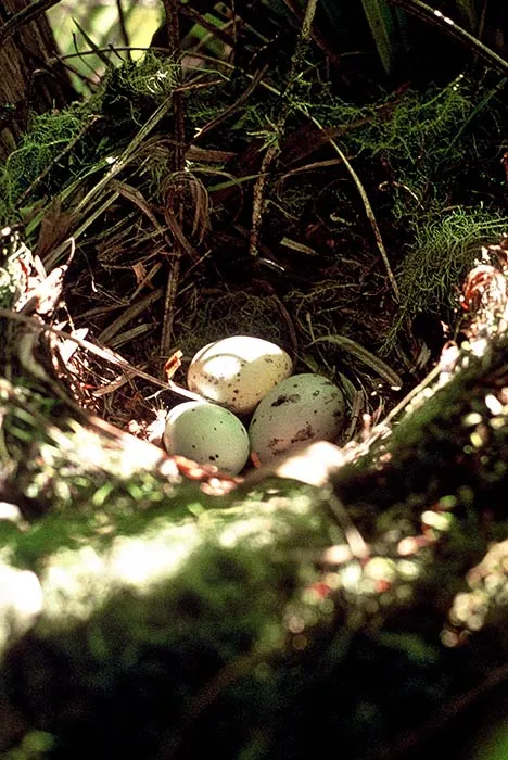 Kōkako eggs