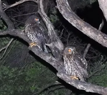 Image: Ruru (Morepork)