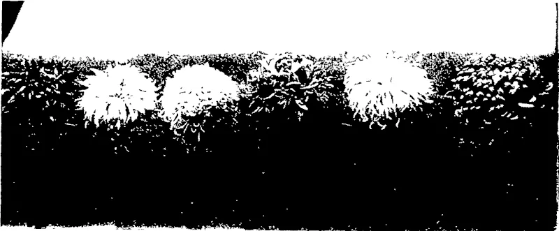 SIX JAPANESE CHRYSANTHEMUMS (AMATEUR CLASS) MR J. RENNIE, FIRST PRIZE. (Otago Witness, 18 May 1904)