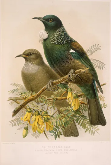 Image: Keulemans, John Gerrard 1842-1912 :Tui or Parson bird - prosthemadera novae-zealandiae (adult and young). / J. G. Keulemans delt. & lith. [Plate X. 1888].