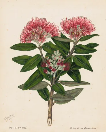 Image: Pohutukawa - Metrosideros Tomentosa