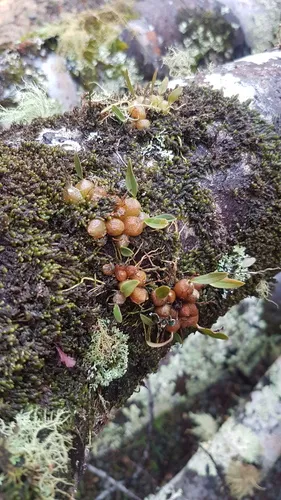 Bulbophyllum tuberculatum