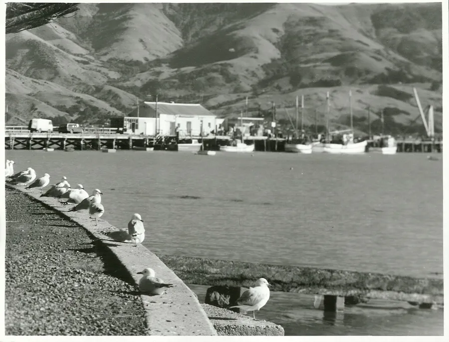 Canterbury - Akaroa