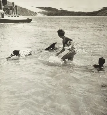 Image: Opo the dolphin, Opononi