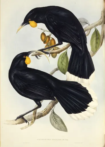Image: Gould, John, 1804-1881 :Neomorpha Gouldii [Huia]. G. R. Gray. J. & E. Gould delt, C. Hullmandel imp. [London, Gould, 1848]. Plate 19.