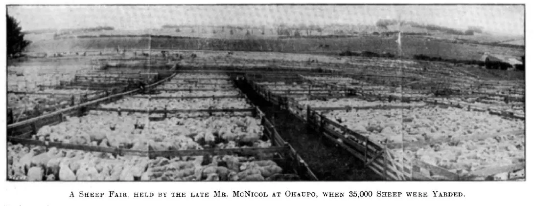 A Sheep Fair held by the late Mr. McNicol at Ohaupo, when 35,000 Sheep were Yarded