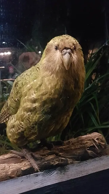 Image: Kākāpō