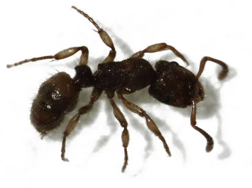 Heteroponera brounii