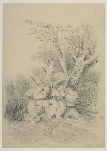 Image: Harris, Emily Cumming, 1837-1925: 2nd July, 1891. [Lily plant in a corner of a garden].