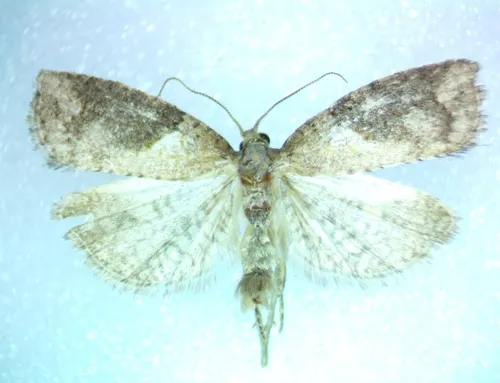 Apoctena orthropis